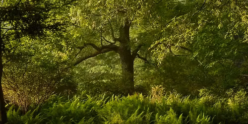 Majel Connery presents Elderflora