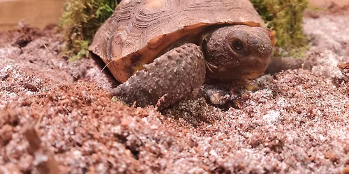 Herp, Herp, Hooray!