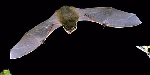 Bat walk and talk with bat detectors