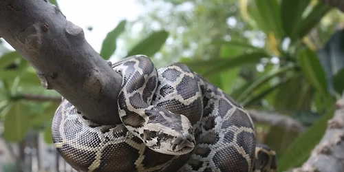 Wildlife Wonderings: Gentle Giants