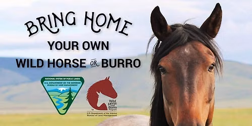 Wild horse adoption event in Gainesville, Georgia