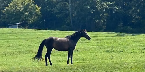 Horse camp - 2nd week