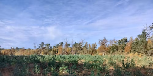 Zaag je eigen kerstden