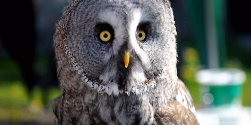Birds of Prey Demonstrations \ud83e\udd89\ud83e\udd85
