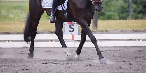 Twilight Dressage; Challenge Series Show