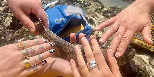 Shellfish special & Georgian townhouse feast