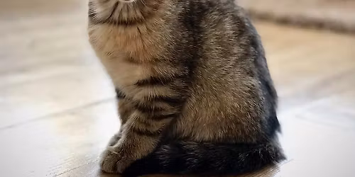 Party Animals Multi-Genre Show 