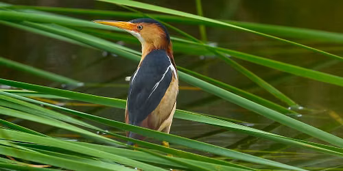 Capturing the Wild: Bird & Wildlife Photography of the Gulf Coast