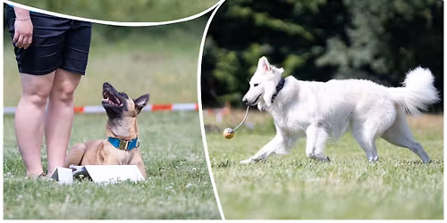 T\u00e1bor ps\u00edch sport\u016f na Hadince (Nosework, Hoopers, Rally, Hry)