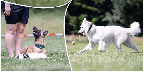 T\u00e1bor ps\u00edch sport\u016f na Hadince  (Nosework, Hoopers, Rally, Hry)