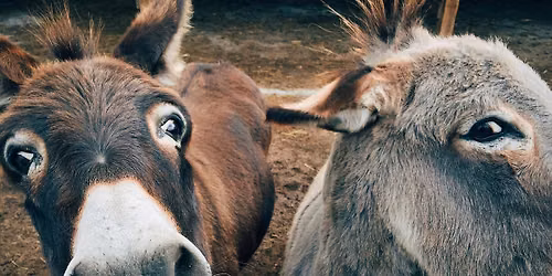 Animal Visit | Horse N Round Fun (Outside)
