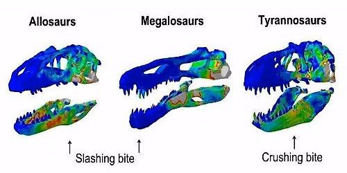 Tyrannosaur evolution, behaviour, and biomechanics