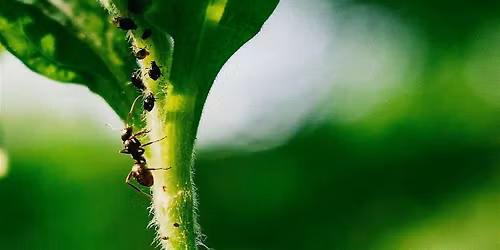 Hotel degli insetti: per scoprire e proteggere la biodiversit\u00e0 della goccia