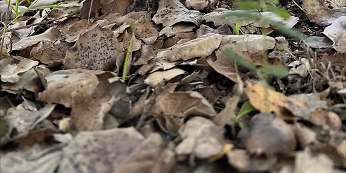 Mushrooms of Sebastopol Walking Tour (afternoon)