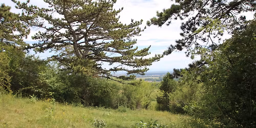 Chantier nature participatif \u00e0 Scharrachbergheim \u00ab Scharrachberg \u00bb (67)