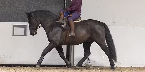 Blueberry Dressage Series
