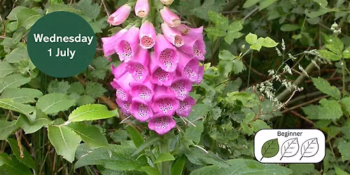 Poisonous Plant Identification