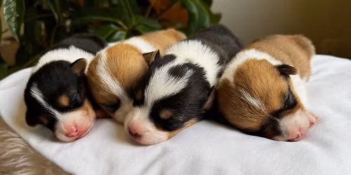 Pop-Up Puppy Yoga with Corgis