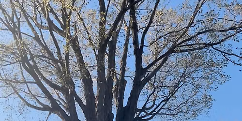 M\u00e9ditation sous l\u2019arbre 
