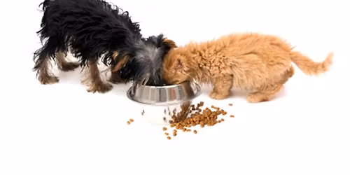 ANNUAL FUNDRAISER - OC SantaCon