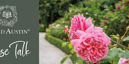 Exclusive David Austin Rose Talk at Poplar Tree Garden Centre