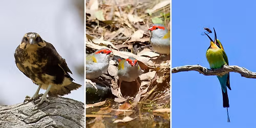 Into the Woodlands Birdwatching Tour