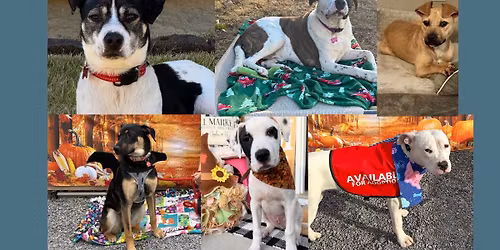 Silent Auction with Santa Paws