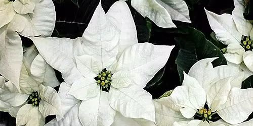 Grief Workshop~Managing the Holidays