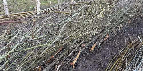 Traditional Hedge Laying Course