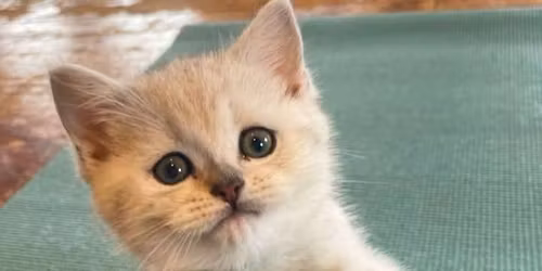 \ud83d\udc31\ud83e\uddd8\u200d\u2640\ufe0f Cat Yoga \u2014 Benefiting Little Wren Rescue \ud83e\uddd8\u200d\u2640\ufe0f\ud83d\udc31