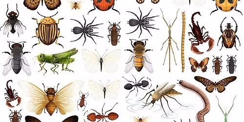 Build-A-Bug Workshop