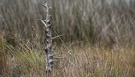 Landscape Photography - Carolina Beach State Park