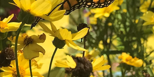 Native Plant Sale