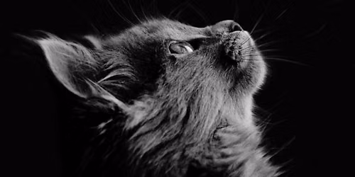 STOP CAT TORTURE!!!!
