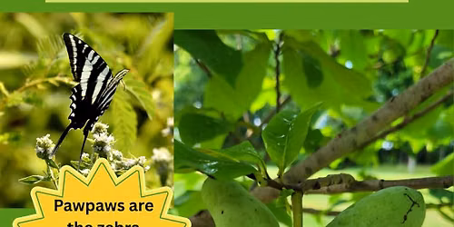 Pawpaw Palooza at The Birdwatchers Store