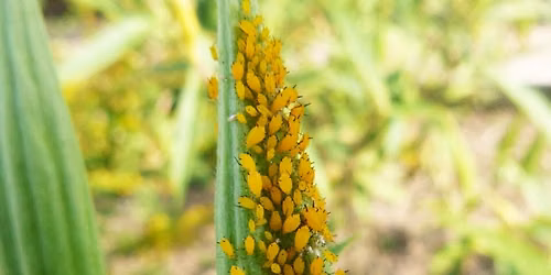 Plant Health Care