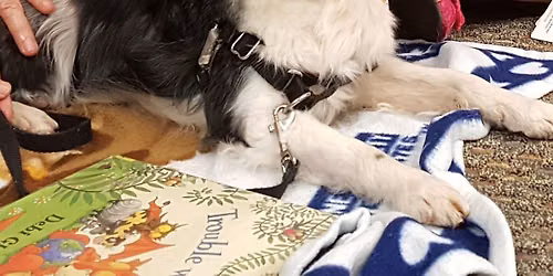 Canine Good Citizen (CGC) and Community Canine  (CGCA) Testing