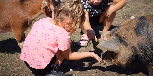 Toddler Time- Pony Grooming