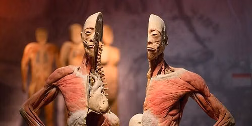 Real Bodies (Multiple Dates and Times) at Horseshoe Las Vegas Hotel & Casino
