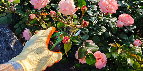 Rose Educational Event