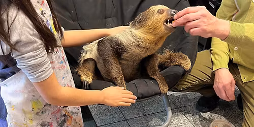 LIVE SLOTH - Meet, Pet & paint a sloth painting