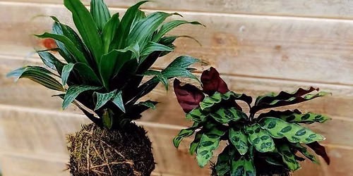 Make and Take Kokedama's