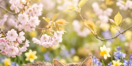 bloom with kritters