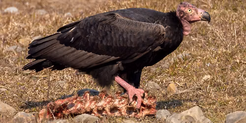 The Vultures