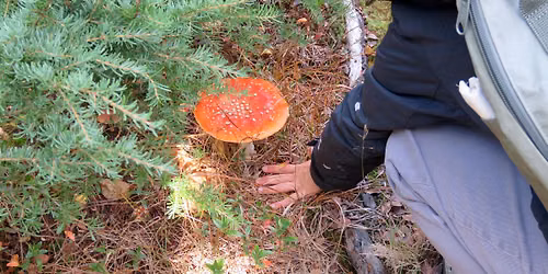 Mushrooms in the Margins: 2026 High Park Bioblitz