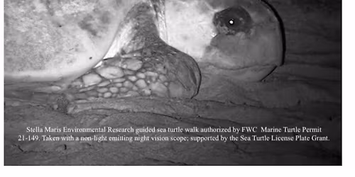 Guided Sea Turtle Nest Walks