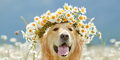 Spring Fling Doggo Style