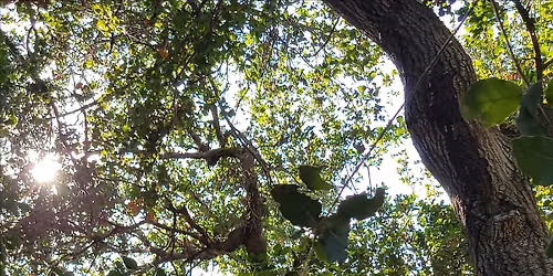 Integral Qigong and Tai Chi: Wednesdays "Under the Oaks"