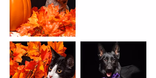 Walk-in Halloween \/ Fall photoshoot benefiting Rocky Start Rescue