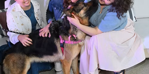 ARF's Rescues & Ros\u00e9